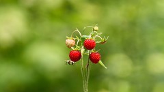Plants strawberries fruits blurred background