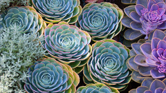 Plants succulents