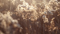 Plants sunlight depth of field