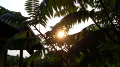 Plants sunlight leaves dark sun Garden