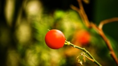 Plants tomatoes flower
