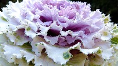 Plants vegetables water drops cabbages
