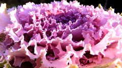 Plants vegetables water drops cabbages