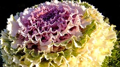 Plants vegetables water drops cabbages