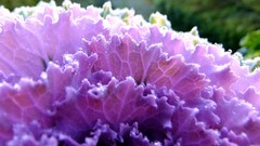 Plants vegetables water drops cabbages