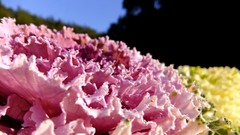 Plants vegetables water drops cabbages
