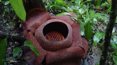 Plants Venus Flytrap meat eating plants