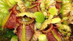 Plants Venus Flytrap meat eating plants