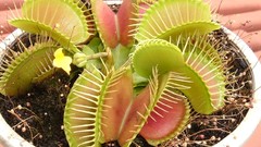 Plants Venus Flytrap meat eating plants