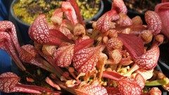 Plants Venus Flytrap meat eating plants