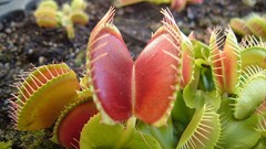 Plants Venus Flytrap meat eating plants