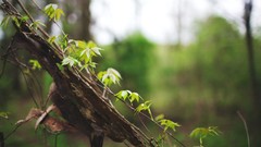 Plants vines depth of field