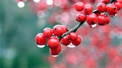 Plants water drops depth