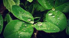 Plants water drops droplet