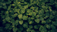 Plants water drops macro