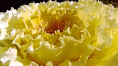 Plants water drops vegetable cabbages