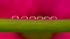 Plants water drops waterdrops