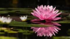 Plants Water Lilies pink flowers reflections ponds lily pads