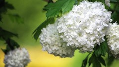 Plants white flowers Hydrangeas