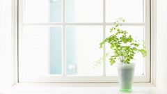 Plants window flower