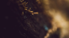 Plants Wood blurred brown