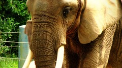 Plants zoo elephants