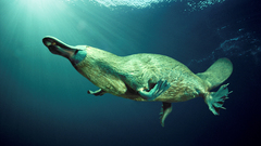 Platypus