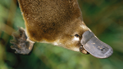 Platypus Animals