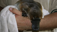 Platypus Mammals