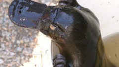 Platypus Mammals