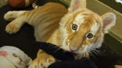 Playing cute Tigers cubs