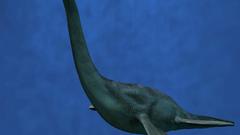 Plesiosaur high