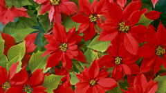 Poinsettia Flowers Plants