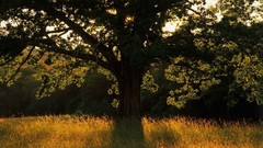 Point California Parks Patrick