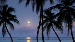 Point palm trees full moon