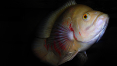 Poison Aquarium and Fish