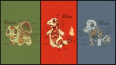 Pokemon anatomy bulbasaur squirtle charmander