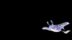 Pokemon black background