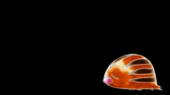 Pokemon black background Anime