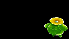 Pokemon black background Anime