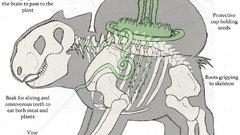 Pokemon bulbasaur anatomy