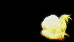 Pokemon Fractalius Ninetails Anime