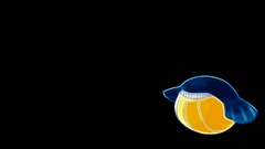 Pokemon Simple Background black