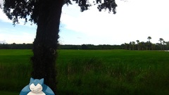 Pokemon Trees snorlax nature