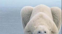 Polar Bear fluffy sleeping
