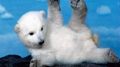 Polar Bear Wild Animals