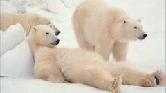 Polar Bears