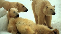 Polar Bears