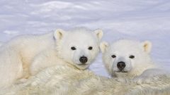 Polar Bears