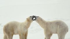Polar Bears
